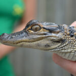 GOP senator, labor secretary visit Louisiana alligator farm touting new pro-worker legislation