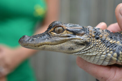 GOP senator, labor secretary visit Louisiana alligator farm touting new pro-worker legislation