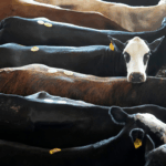Trump admin eyes Argentine beef imports as domestic prices soar to record highs