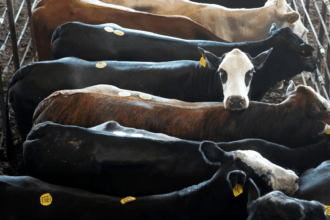 Trump admin eyes Argentine beef imports as domestic prices soar to record highs 15 Trump admin eyes Argentine beef imports as domestic prices soar to record highs