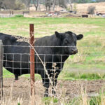 GOP lawmakers push back on Trump admin plan to import Argentinian beef 2 GOP lawmakers push back on Trump admin plan to import Argentinian beef